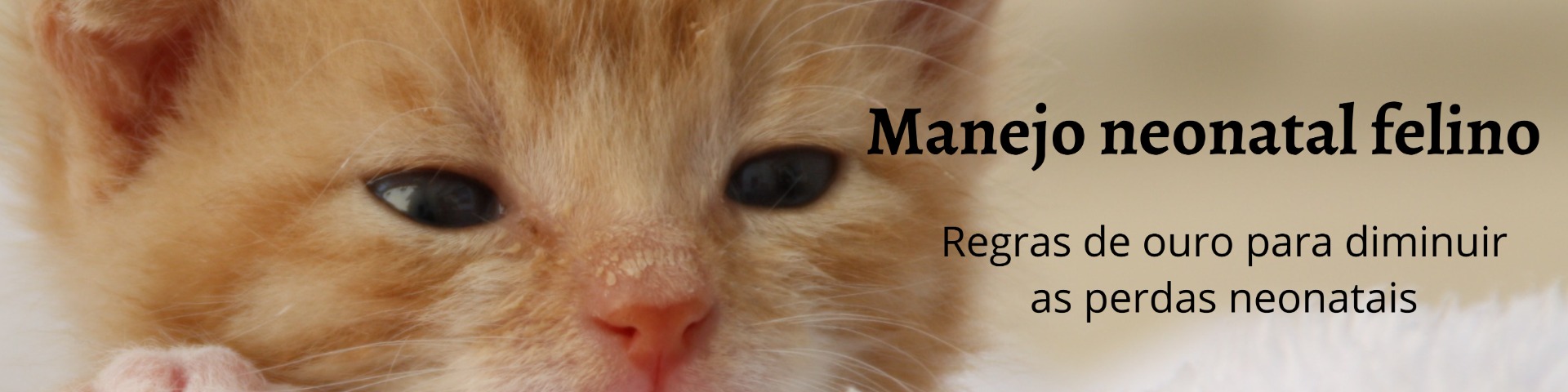 Manejo neonatal felino :: www.Reproducaodegatos.com